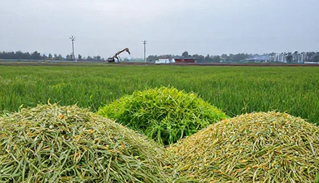 特色果蔬种植中绿色粮油组合选型建议